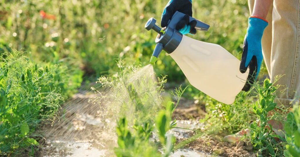 controle de pragas em São Bernardo do Campo
