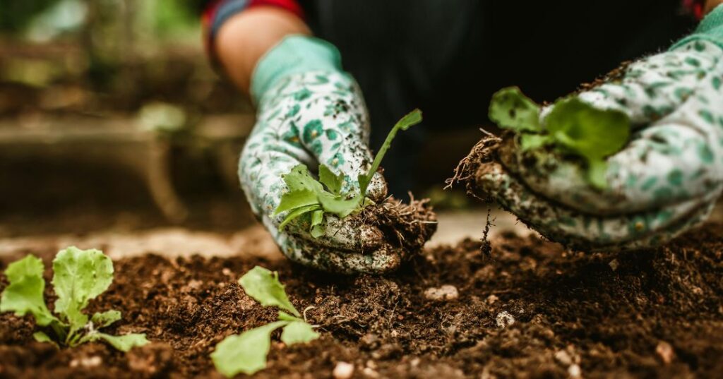 manutenção de jardins em São Bernardo do Campo
