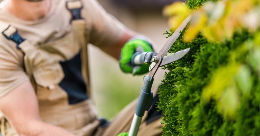 poda e plantio em São Bernardo do Campo